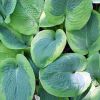 Hosta sieboldiana 'Frances Williams' - Hamvas rnykliliom