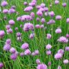 Allium schoenoprasum - Met�l�hagyma