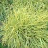 Alopecurus pratensis 'Aureovariegatus' - R�ti ecsetp�zsit