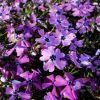 Phlox subulata 'Purple Beauty' - rlevel lngvirg