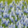 Muscari aucheri 'Ocean Magic' - Vil�gosk�k gy�ngyike