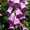 Digitalis purpurea 'Dalmatian F1 Purple' - Piros gyszvirg