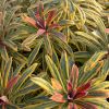 Euphorbia 'Ascot Rainbow' - Kutyatej