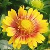 Gaillardia aristata 'Arizona Apricot' - Kok�rdavir�g