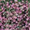 Gypsophila repens 'Filou Rose' - Havasi ftyolvirg