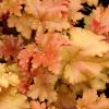 Heuchera 'Marmalade' - Tzes