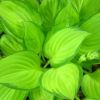Hosta 'Emerald Tiara' - �rny�kliliom