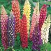 Lupinus polyphyllus 'Gallery Mix' - Erdei csillagfrt