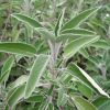 Salvia officinalis - Orvosi zsálya