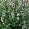 Thymus vulgaris 'Compactus' - Kerti kakukkf