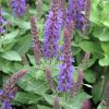 Salvia nemorosa 'Sensation Compact Deep Blue' - Ligeti zslya