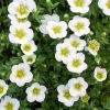 Saxifraga x arendsii 'Touran Large White' - Arends ktrf