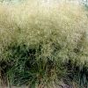 Deschampsia caespitosa 'Goldtau' - Gyepes sdbza