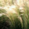 Stipa tenuissima 'Pony Tails' - rvalnyhaj