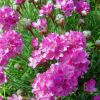 Armeria maritima 'Armada Rose' - Tengerparti p�zsitszegf�-14-es cser�p