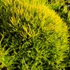 Sagina subulata 'Lime Moss' - Szlks zldhr