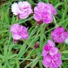 Dianthus gratianopolitanus 'Pink Jewel' - Pnksdi szegf