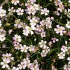 Gypsophila repens 'Filou White' - Havasi ftyolvirg