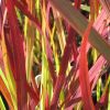 Imperata cylindrica 'Red Baron' - Alangf, Japn vrf