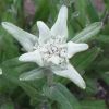 Leontopodium alpinum - Havasi gyopár