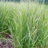 Calamagrostis x acutiflora 'Overdam' - Hibrid ndtippan