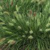 Pennisetum alopecuroides - vel tollborzf