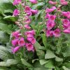 Digitalis purpurea 'Virtuoso Rose Compact' - Gyszvirg