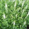 Salvia nemorosa 'Sensation White' - Ligeti zslya