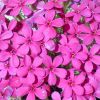 Phlox douglasii 'Crackerjack' - Duglsz-lngvirg