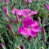 Dianthus gratianopolitanus 'Blauigel' - Tollas szegf