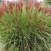 Miscanthus sinensis 'Gracillimus' - Japnf