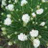 Armeria maritima 'Armada White' - Tengerparti p�zsitszegf�-14-es cser�p