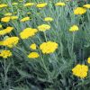 Achillea filipendulina 'Cloth of Gold' - Jszag cickafark