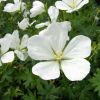 Geranium sanguineum 'Album' - Piros glyaorr