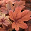 Heucherella  'Sweet Tea' - Turbncs