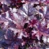 Heuchera 'Plum Pudding' - Tzes