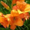 Hemerocallis 'Mauna Loa' - Ssliliom