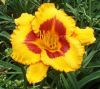 Hemerocallis 'Fooled Me' - Ssliliom