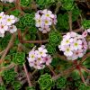 Androsace sempervivoides - K�vir�zs�s gombaf�