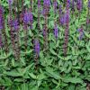 Salvia nemorosa 'Caradonna' - Ligeti zslya