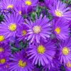 Aster dumosus 'Samoa' - Trpe szirzsa