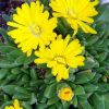 Delosperma congestum - Srga virg dlvirg