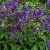 Aconitum napellus - Havasi sisakvir�g