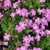 Saponaria 'Bressingham' - Szappanf