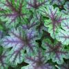 Heucherella 'Tapestry' - Turbncs