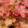 Heuchera 'Cherry Cola' - Tzes