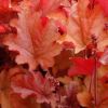 Heuchera 'Peach Flamb' - Tzes