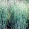 Panicum virgatum 'Heavy Metal' - Vesszs kles