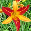 Hemerocallis 'Frans Hals' - Ssliliom