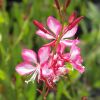 Gaura lindheimeri 'Special Rose Bicolor' - vel dszgyertya